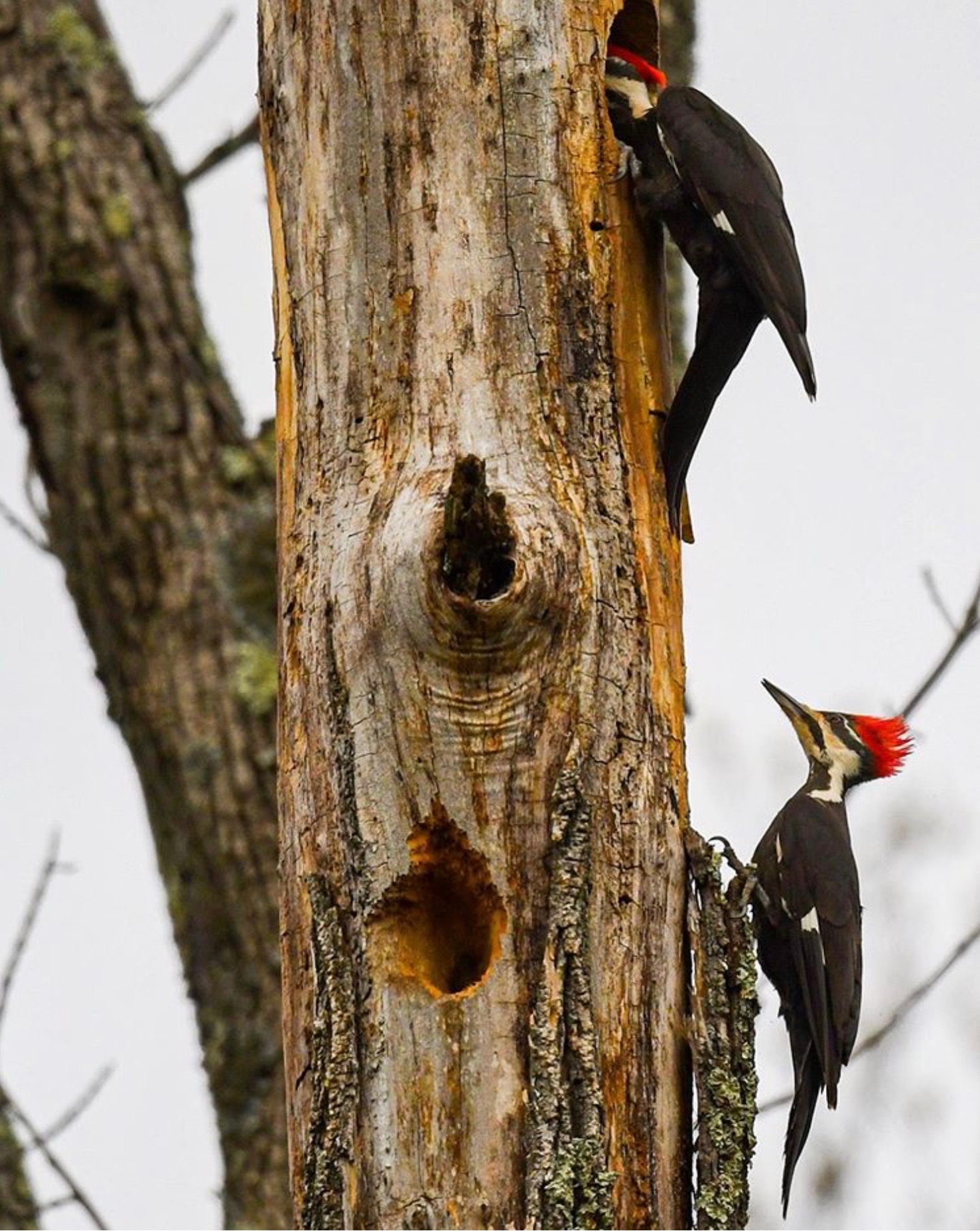 Two Pileated Woodpeckers House Hunting in New Jersey intoBirds