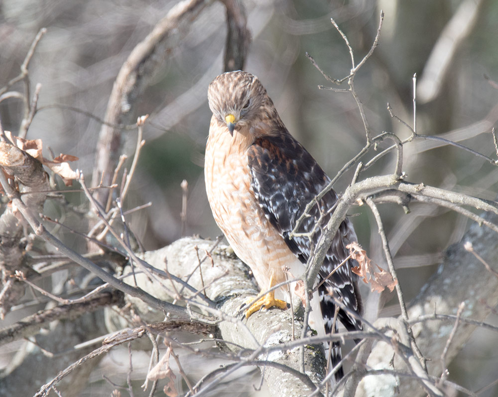 red shouldered hawk hunting