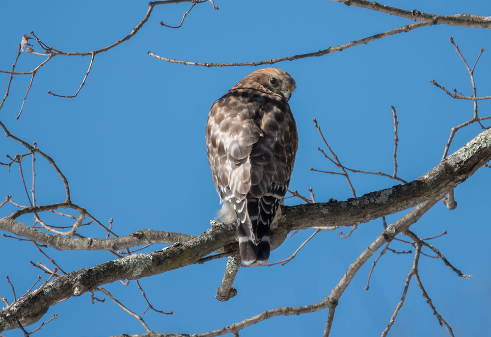 red shouldered hawk looking at you