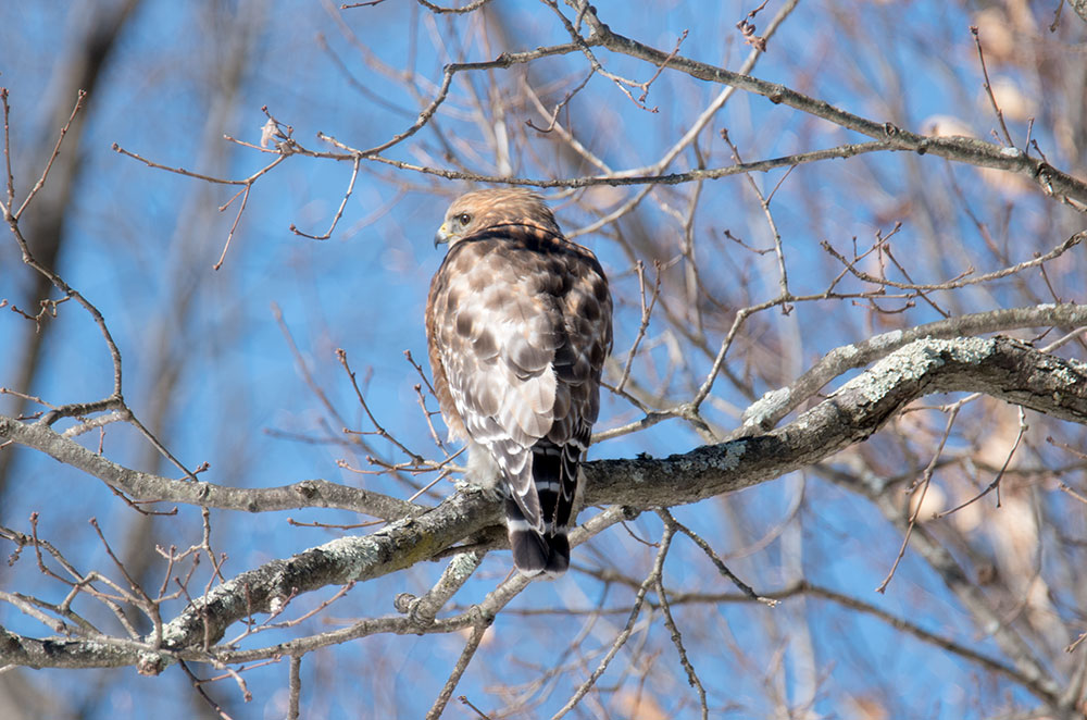 red shouldered hawk perching