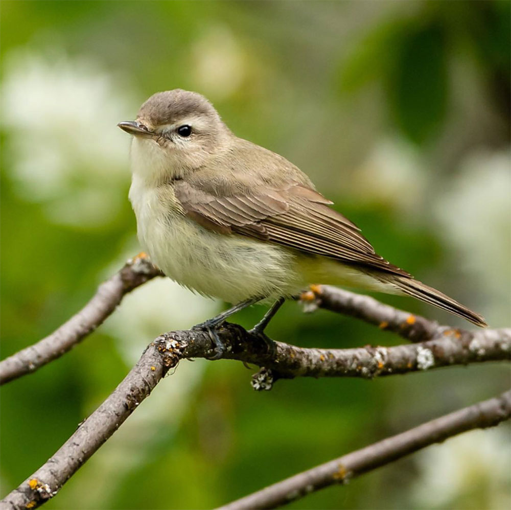 Warbling Vireo in Northwest Montana - intoBirds