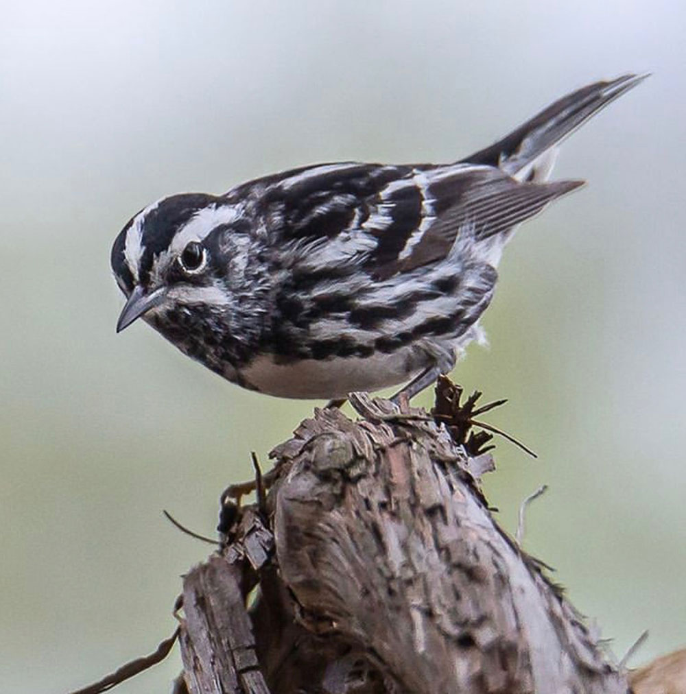 Blackandwhite Warbler at Metzger Marsh Wildlife Area intoBirds