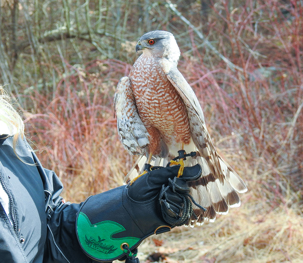 This stunning male Cooper's Hawk injured his wing nerve after colliding with a window chasing a songbird. He's now a bird ambassador at Christine's Critters and unable to return to the wild