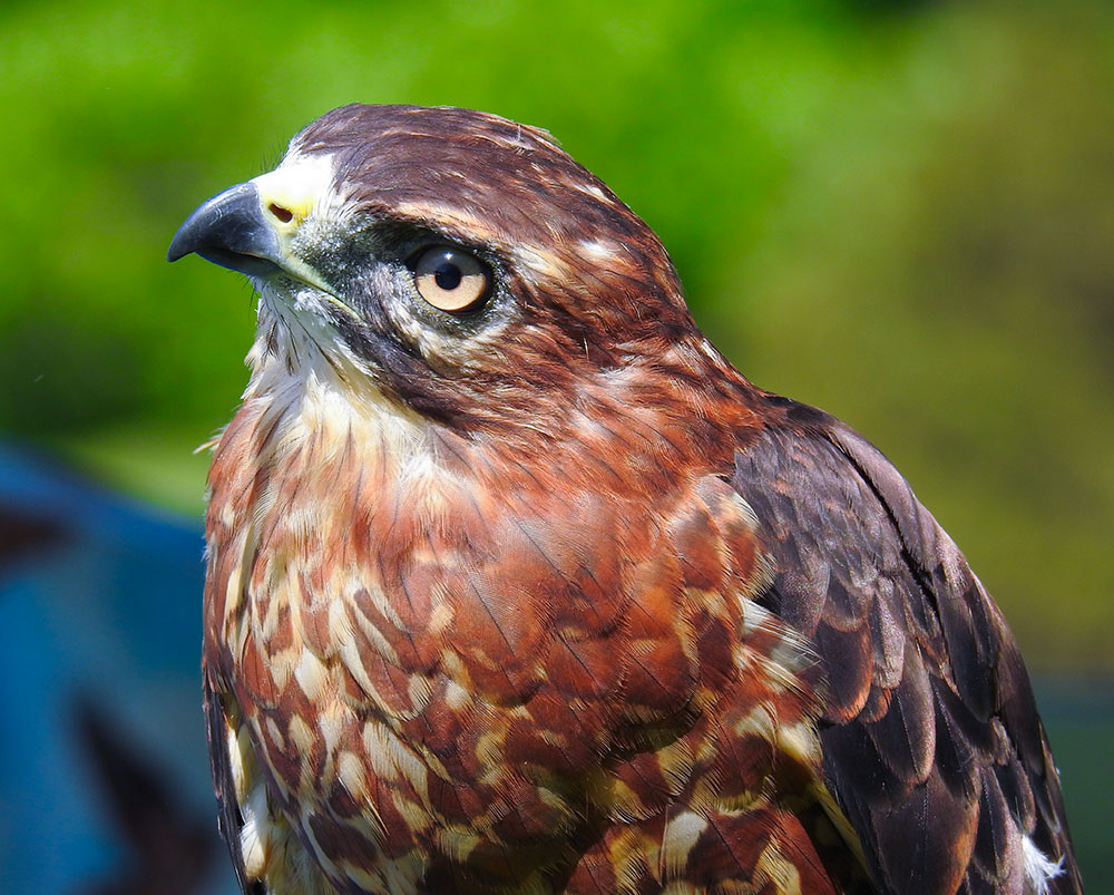 This beautiful Broad-winged Hawk collided with a window shortly after fledging sustaining nerve damage to her wing.
She has has no control of her left wing and cannot survive in the wild