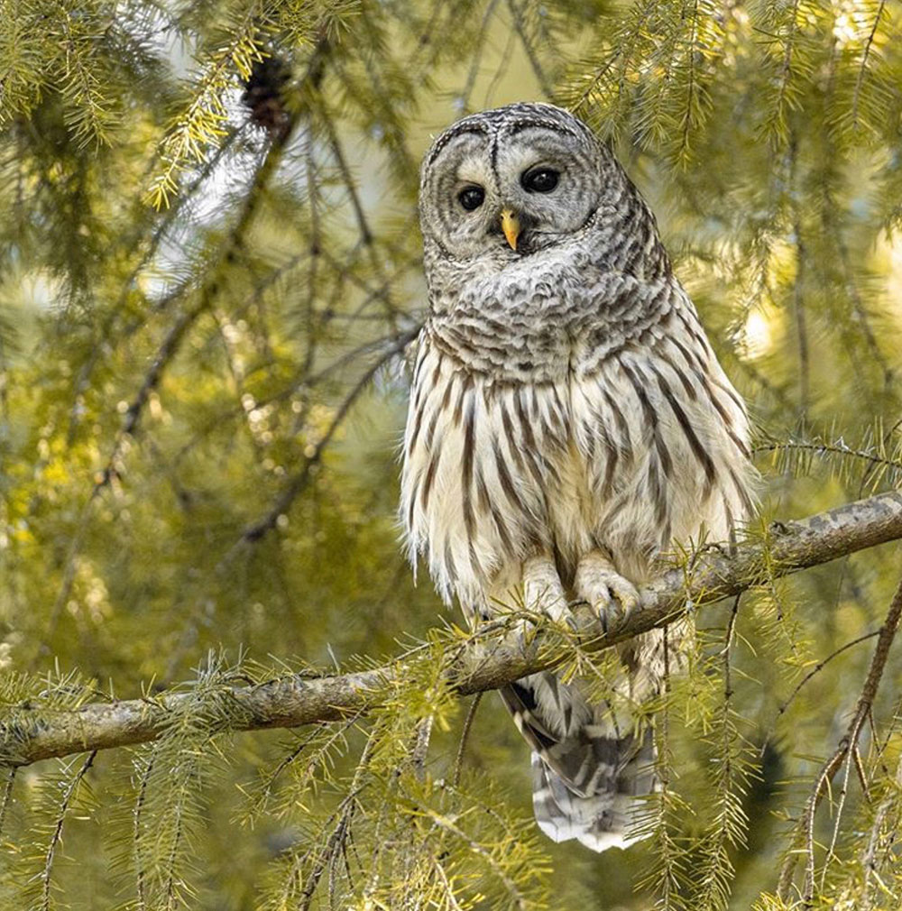 Barred Owl Watching Squirrels Below - intoBirds