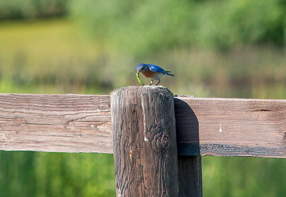 bluebird_get_the_worm_intobirds