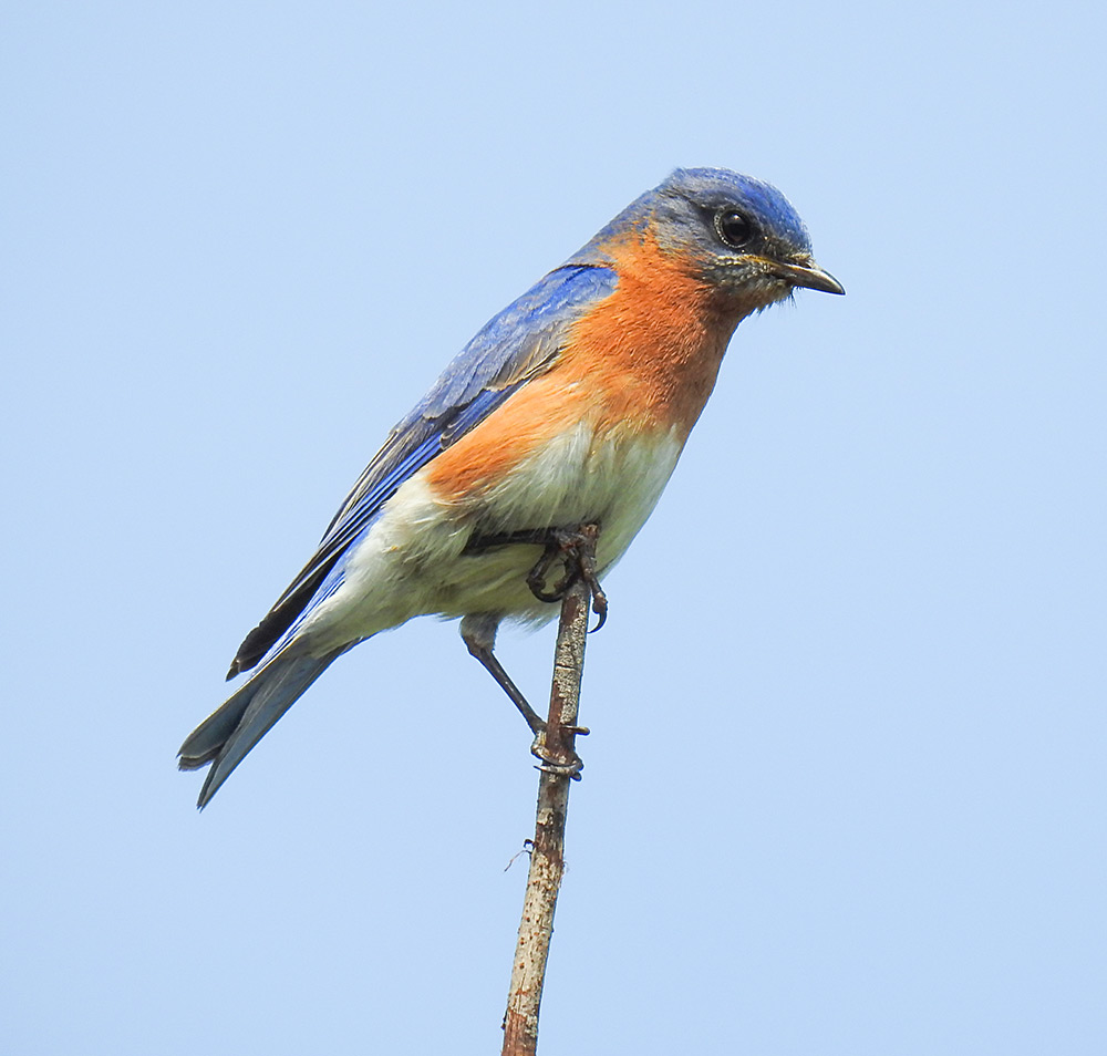 bluebird_in_sunshine_intobirds
