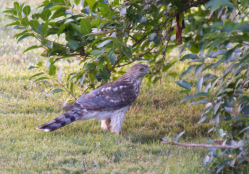Got a Backyard Cooper's Hawk? There Will be Blood - intoBirds