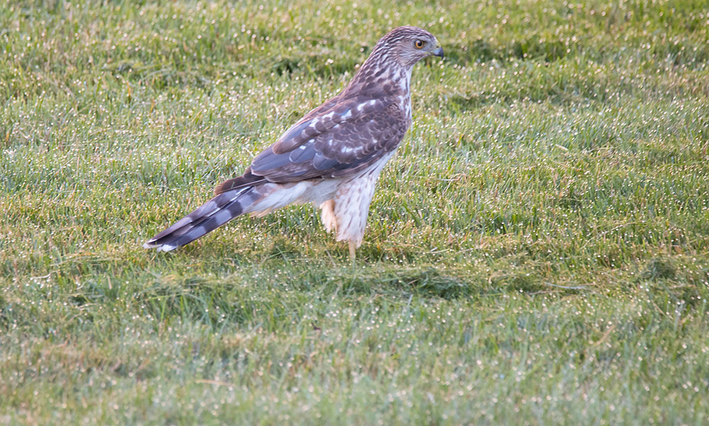 Got a Backyard Cooper’s Hawk? There Will be Blood - intoBirds