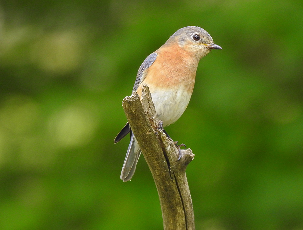 female_bluebird_intobirds