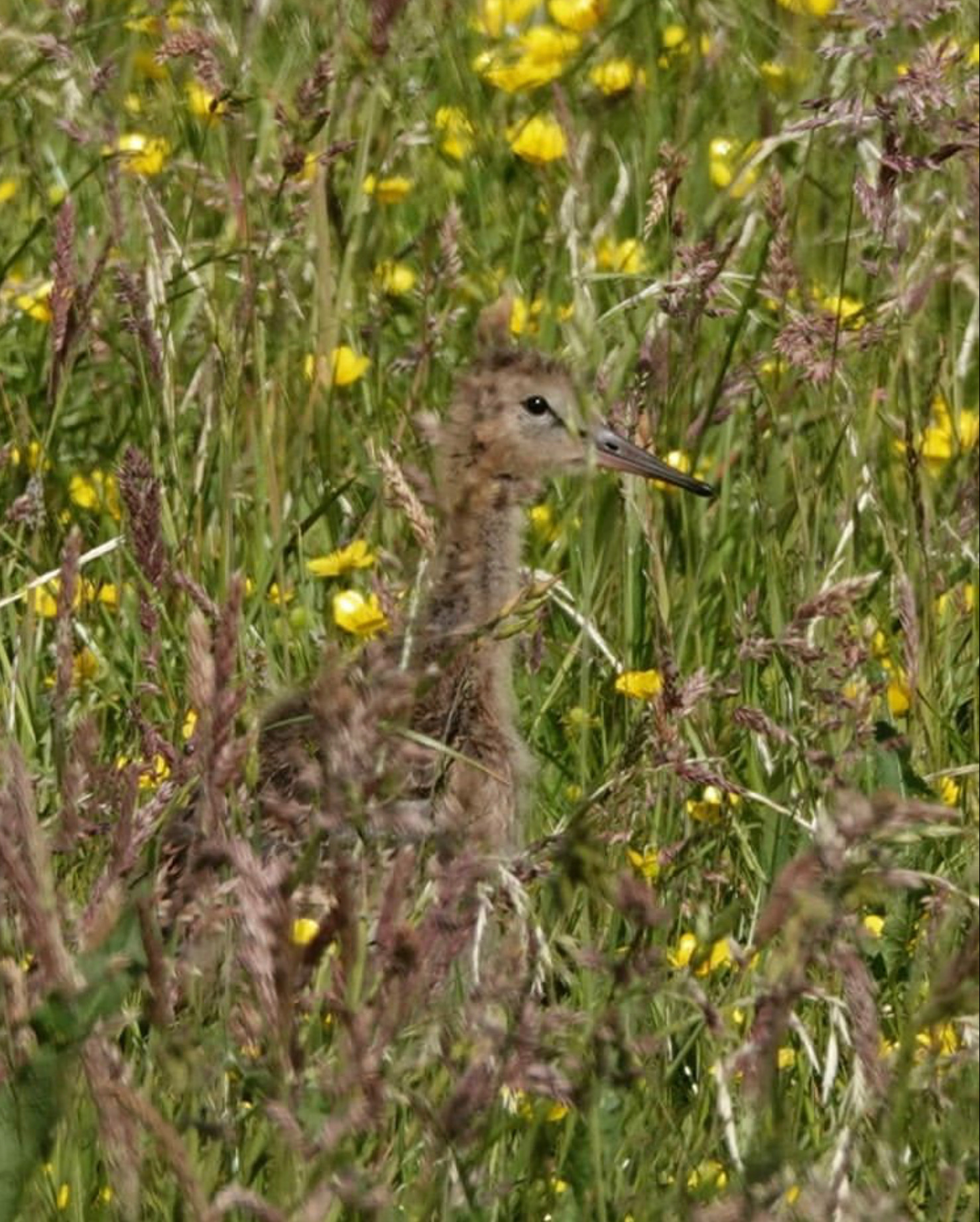 Young Godwit in the Netherlands - intoBirds