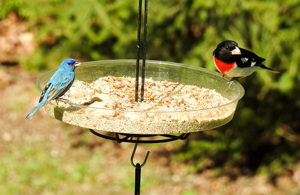 indigo_bunting_rose_breasted_grosbeak_intobirds
