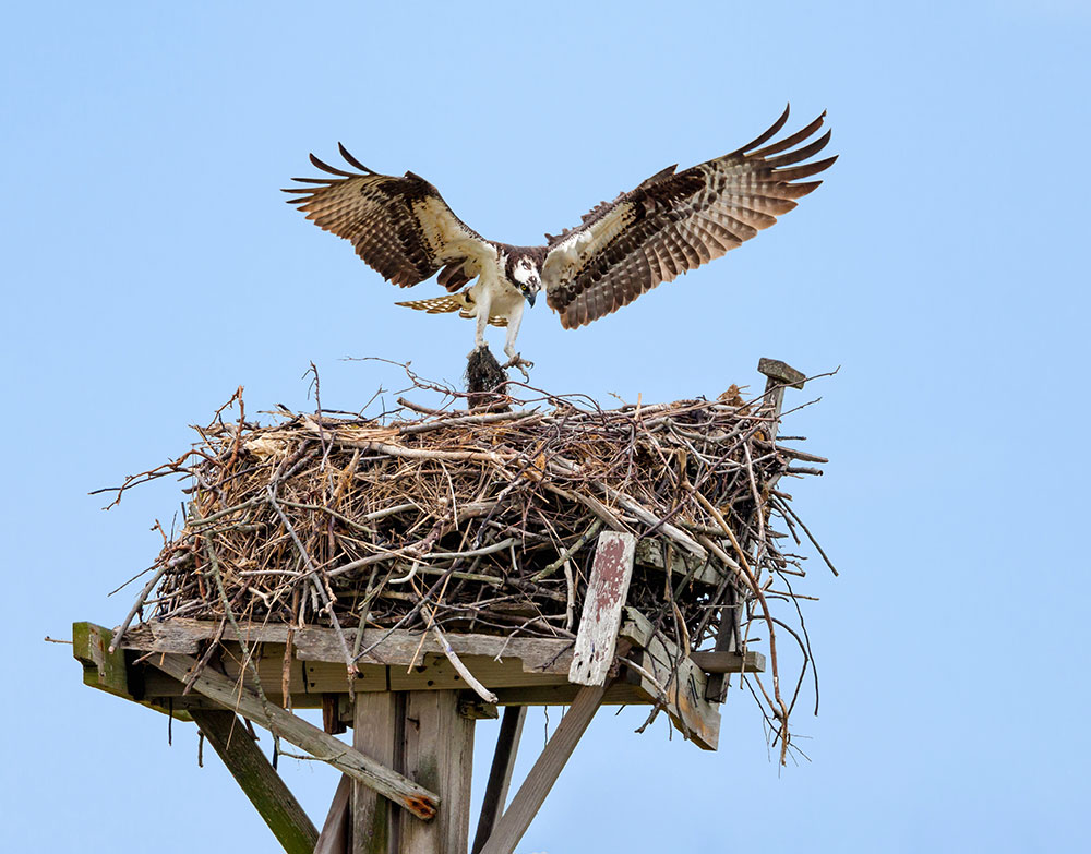 Preventing Bird Window Collisions - intoBirds