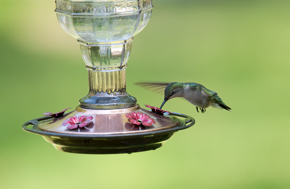 Ruby-throated Hummingbirds are the smallest migrating bird, but provide immense joy when they frequent your yard