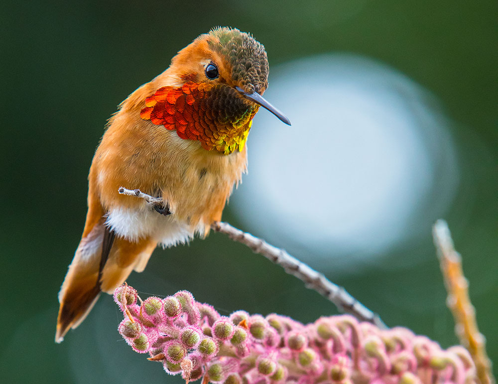 allens_hummingbird_intobirds