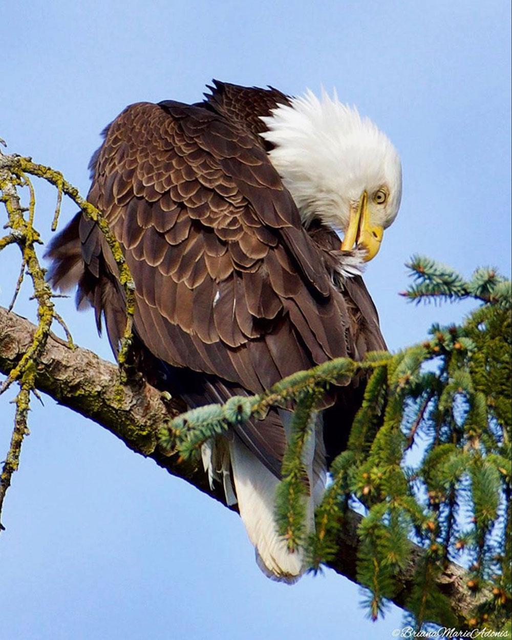 Forget 5k Eagle Vision Rocks Intobirds