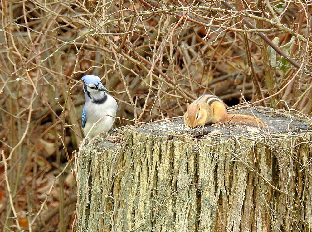 bluejay_chipmunk_coexisting_photographing_birds_intobirds.jpg