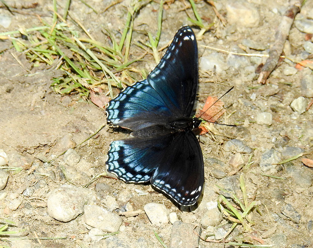 butterfly_deer_pond_farm_intobirds
