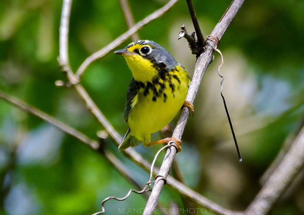 Canada Warbler in Chester County, Pennsylvania - intoBirds