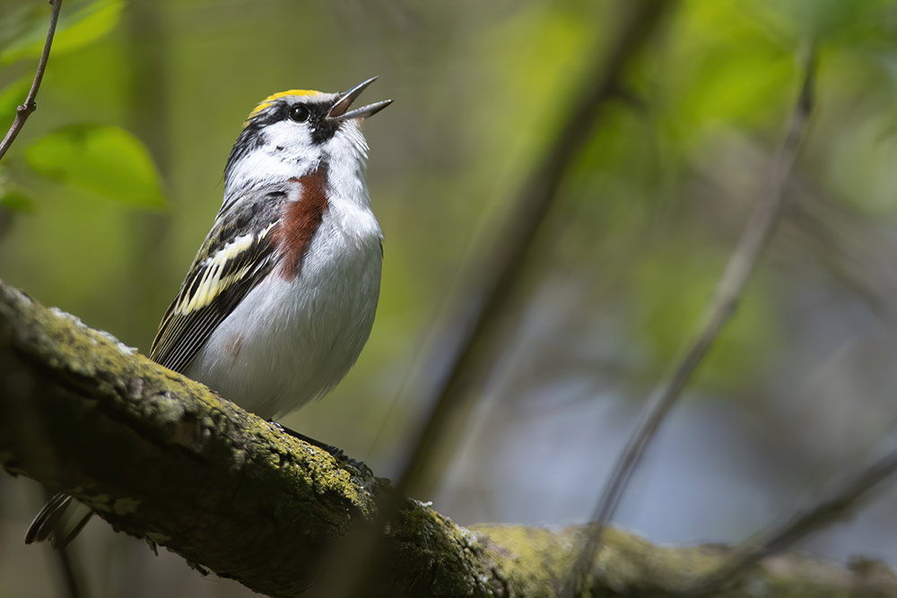 chestnut_sided_warbler_intobirds_web
