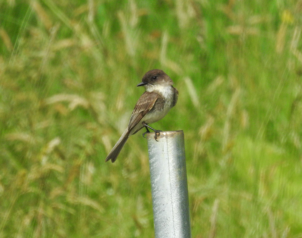 eastern_phoebe_deer_pond_farm_intobirds