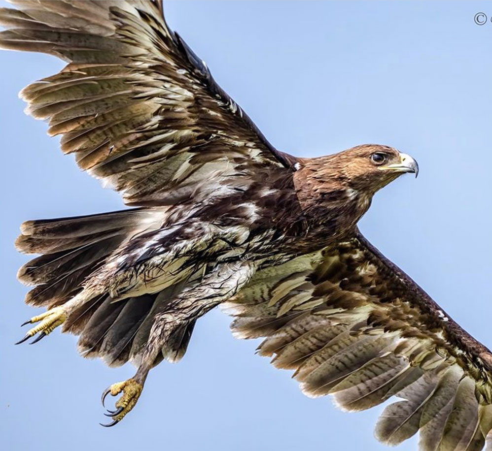 Greater Spotted Eagle Intobirds