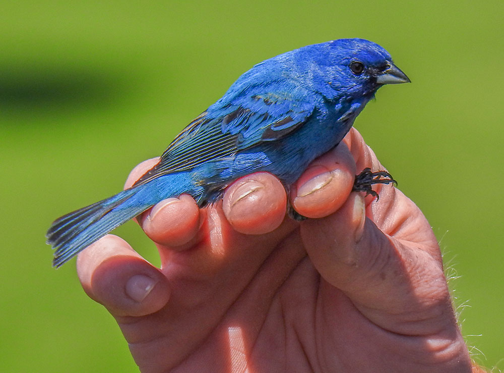 indigo_bunting_deer_pond_farm_intobirds