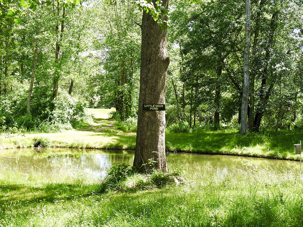 little_deer_pond_intobirds