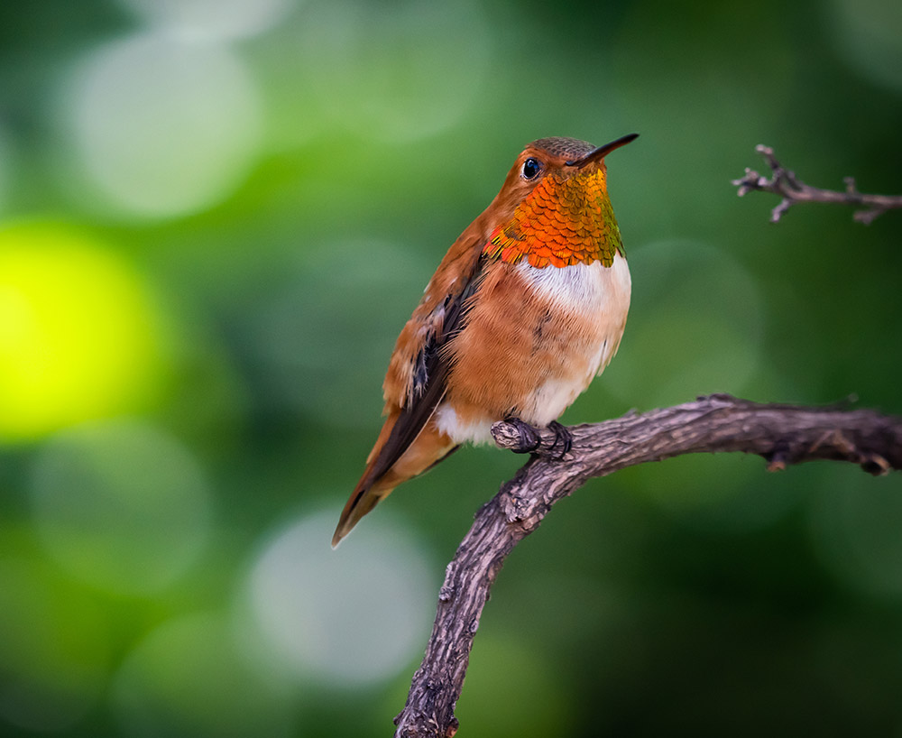 male_rufous-_hummingbird_intobirds