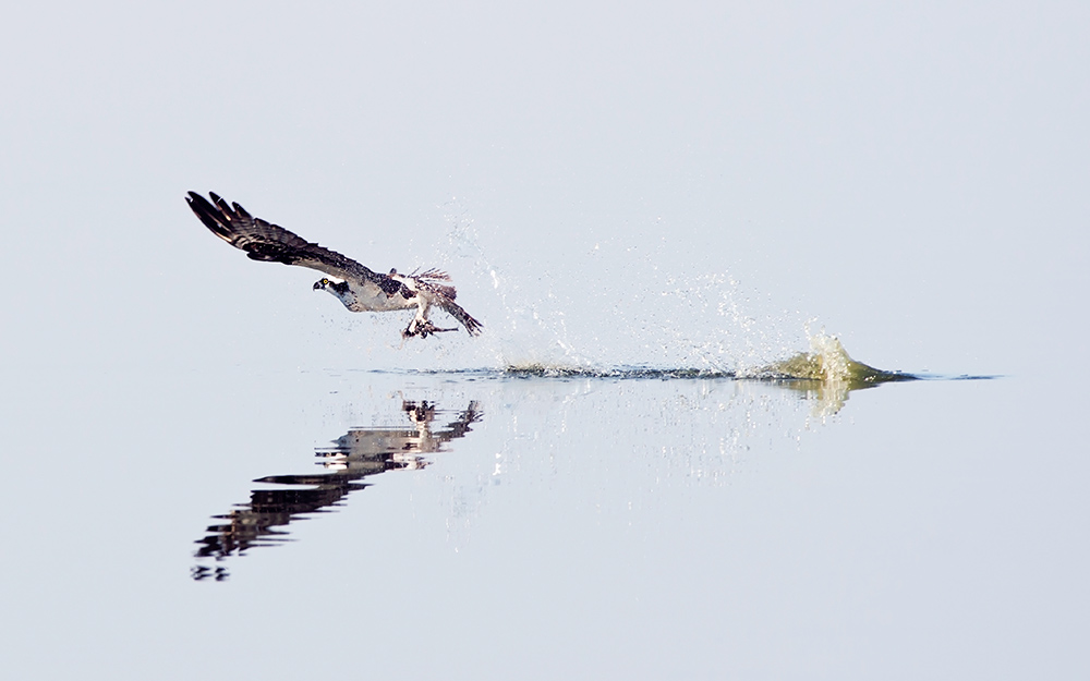 osprey_catching_fish_intobirds