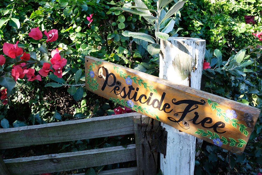 pesticide_free_intobirds