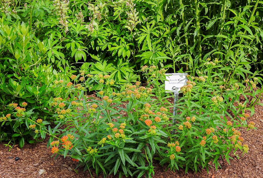 pollinator_garden_deer_pond_farm_intobirds