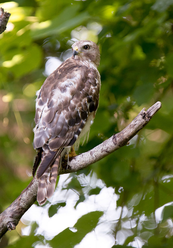 Florida Birds of Prey Consume Hundreds of Tiny Plastic Bits a Day ...