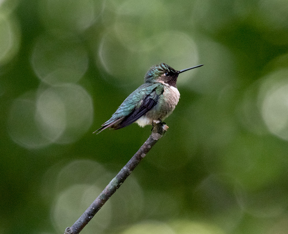 ruby_throated_hummingbird_intobirds