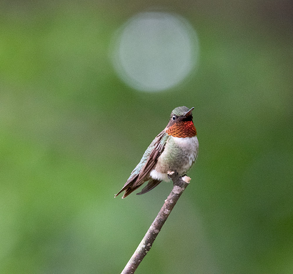 ruby_throated_hummingbird_intobirds