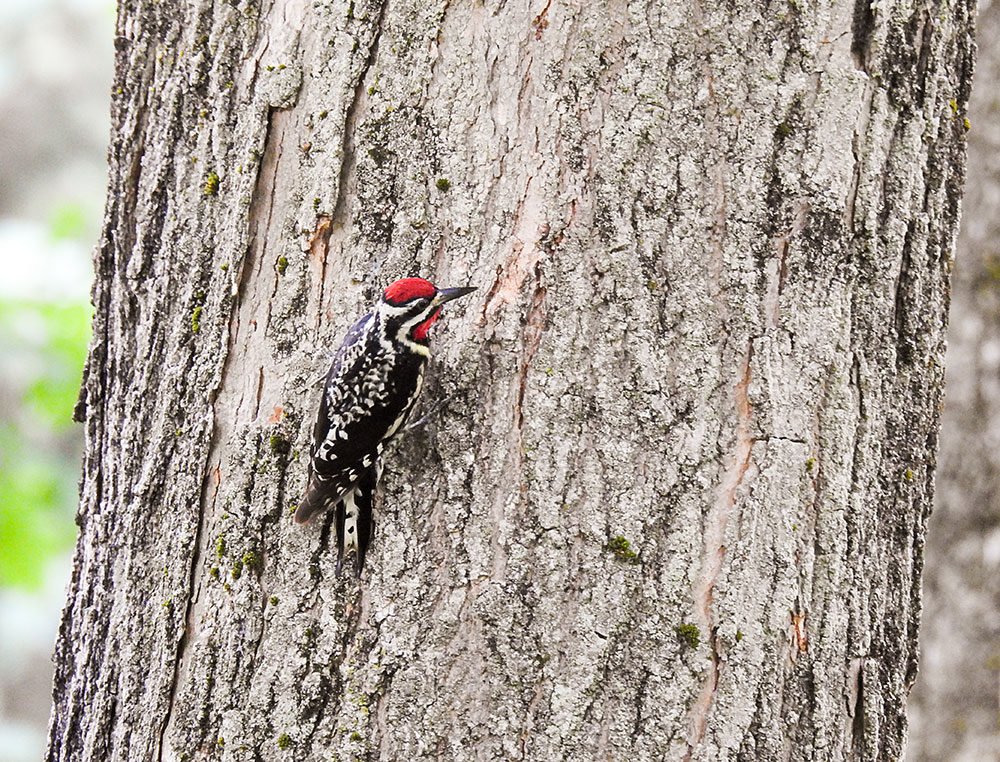 yellow_bellied_sapsucker_deer_pond_farm
