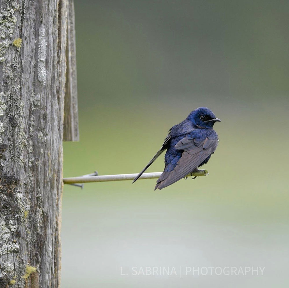 The Stunning Purple Martin Intobirds