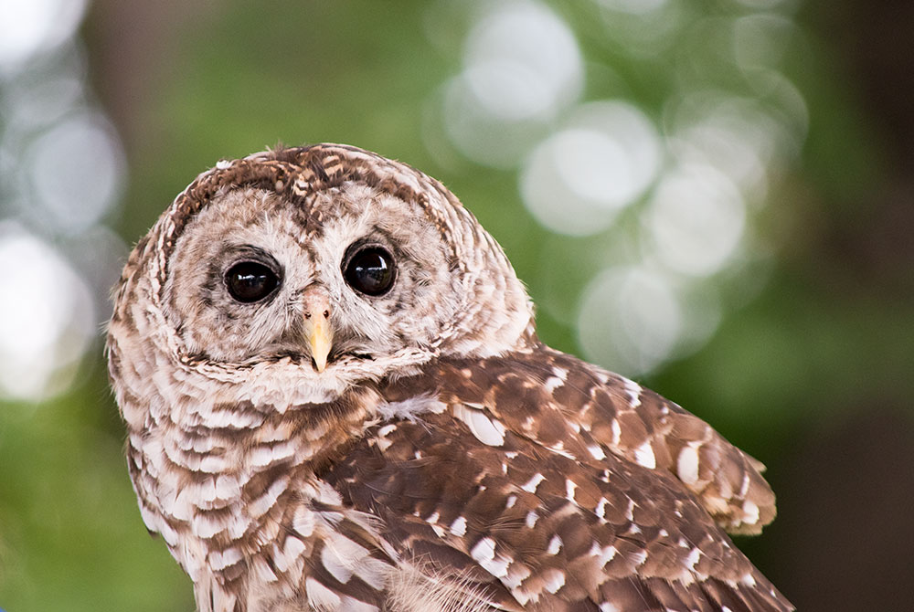 barred_owl_rodentocide_intobirds