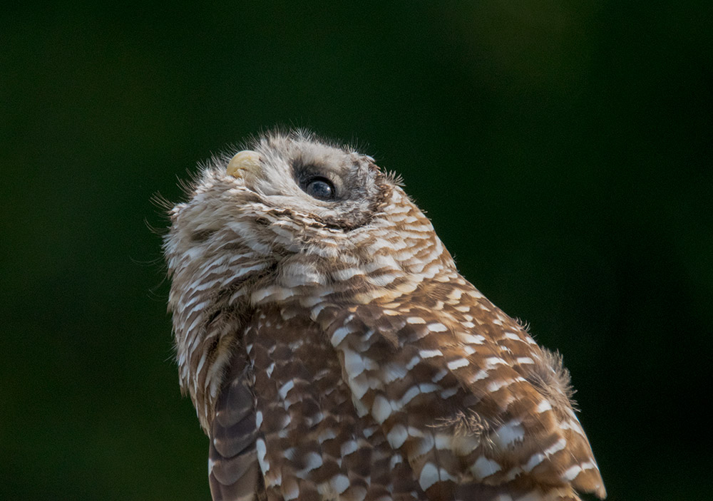 barred_owl_looking_up2_intobirds