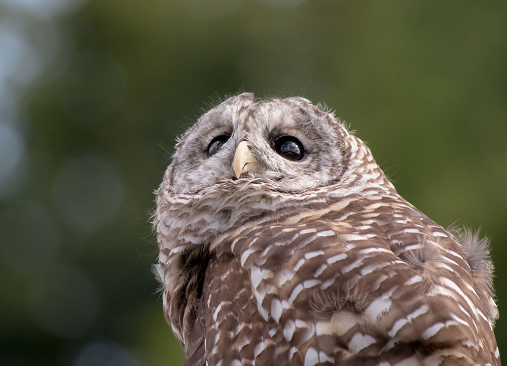 barred_owl_looking_up_intobirds