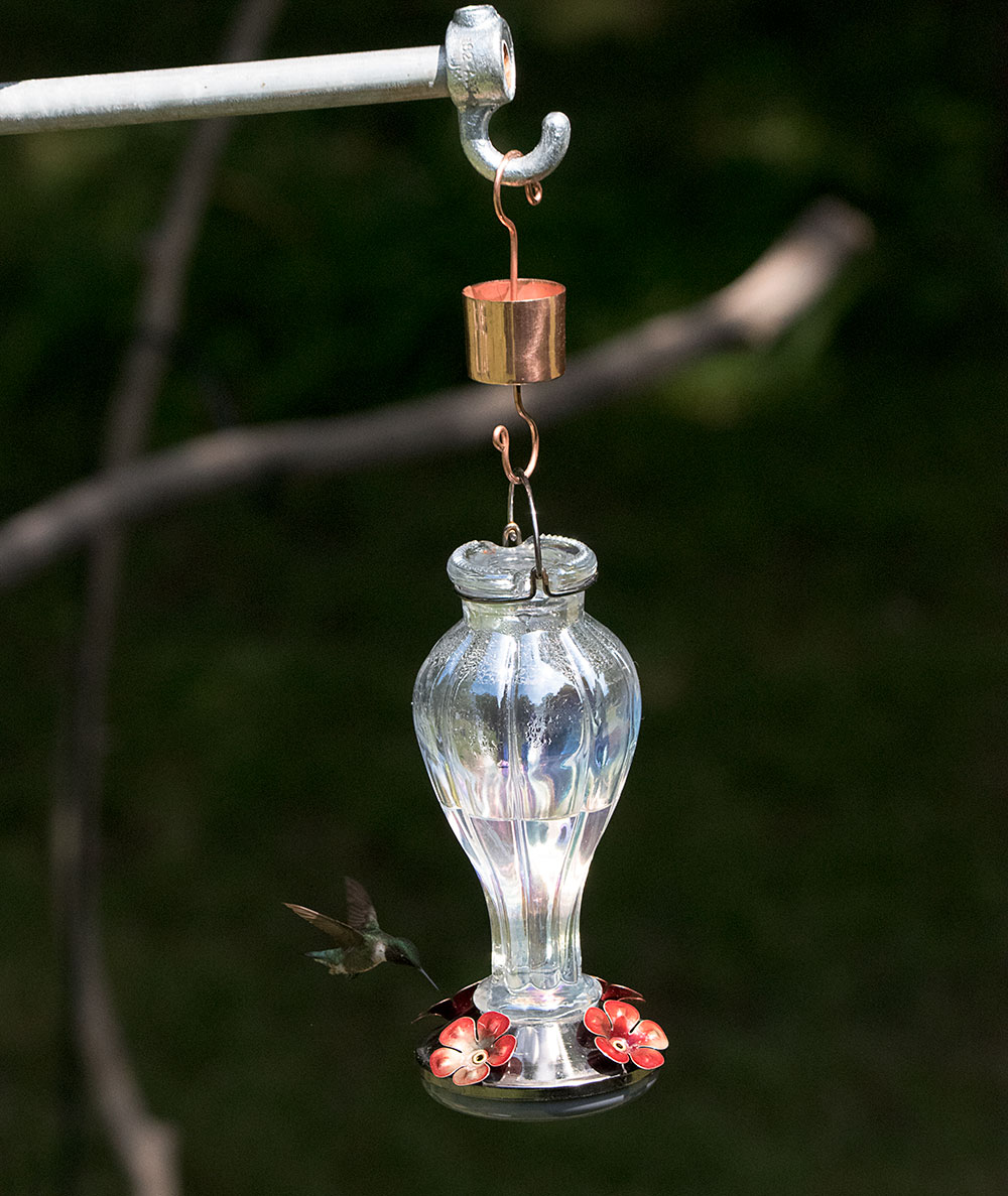 Hummingbird Feeder Full of Pesky Ants? Here’s A Fix - intoBirds