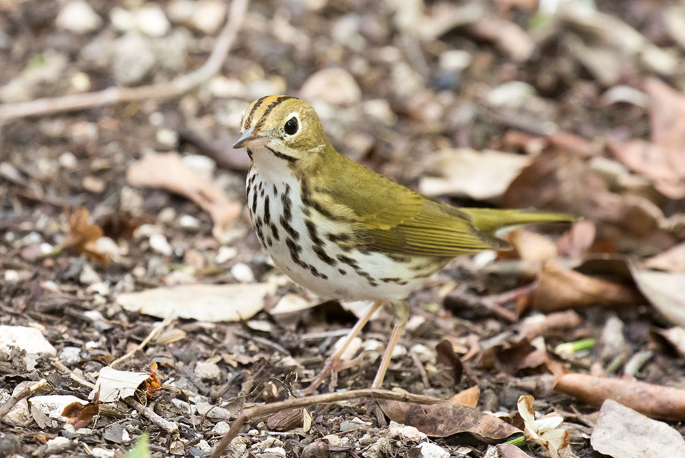ovenbird_in_leaves_intobirds