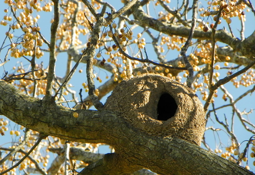 ovenbird_nest_intobirds