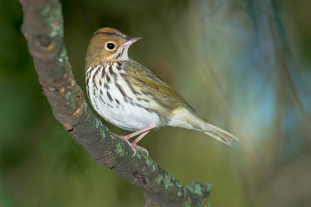 ovenbird_on_branch_Intobirds