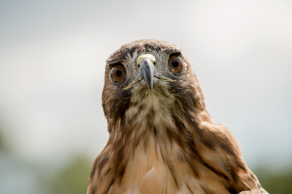 red_tailed_hawk_closeup_intobirds
