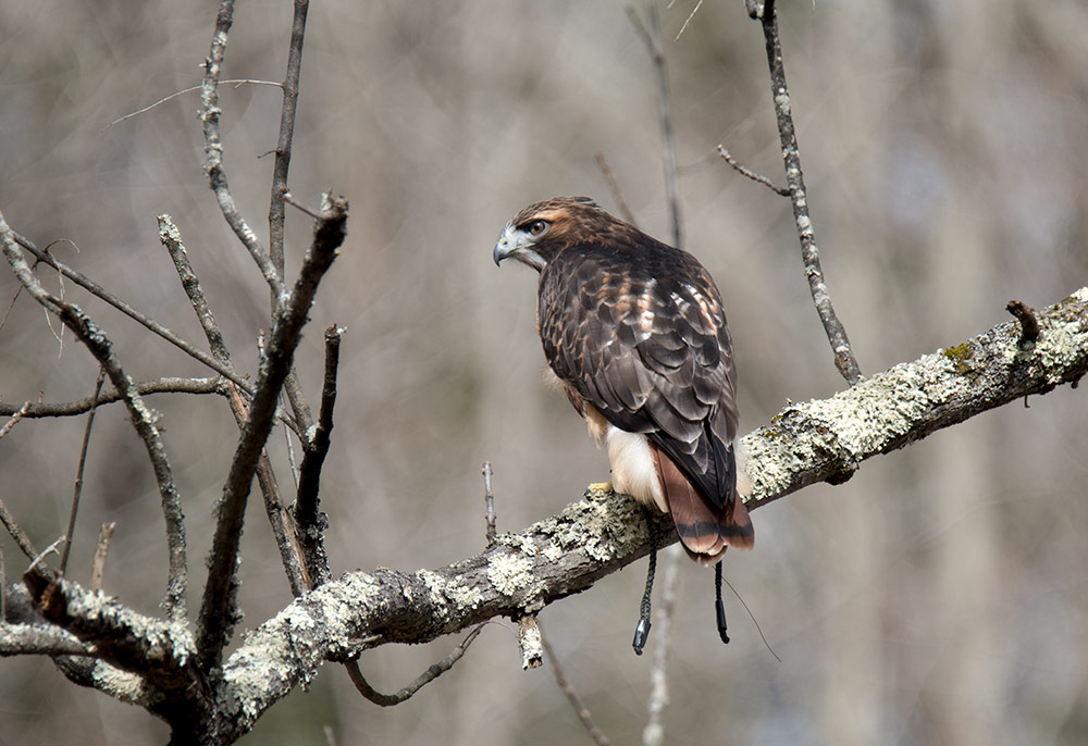theron_red_tailed_hawk_intobirds
