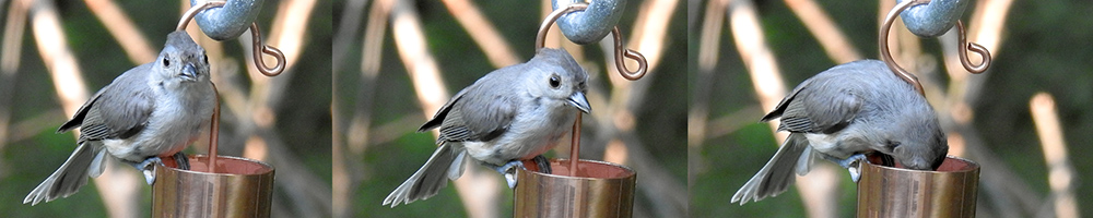 tufted_titmouse_drinking_Intobirds