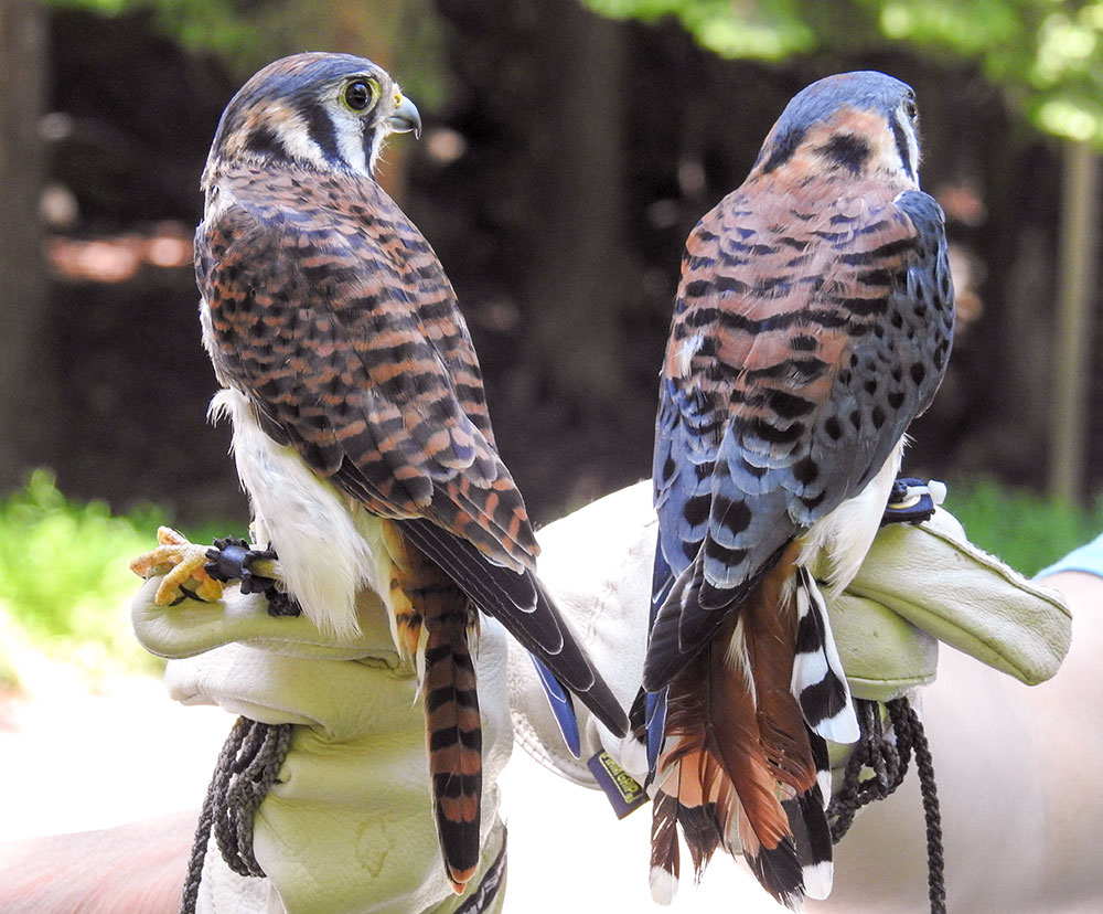 american_Kestrel_false_face_Intobirds