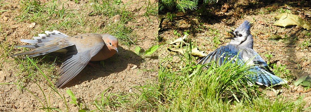dove_blue_jay_sunning