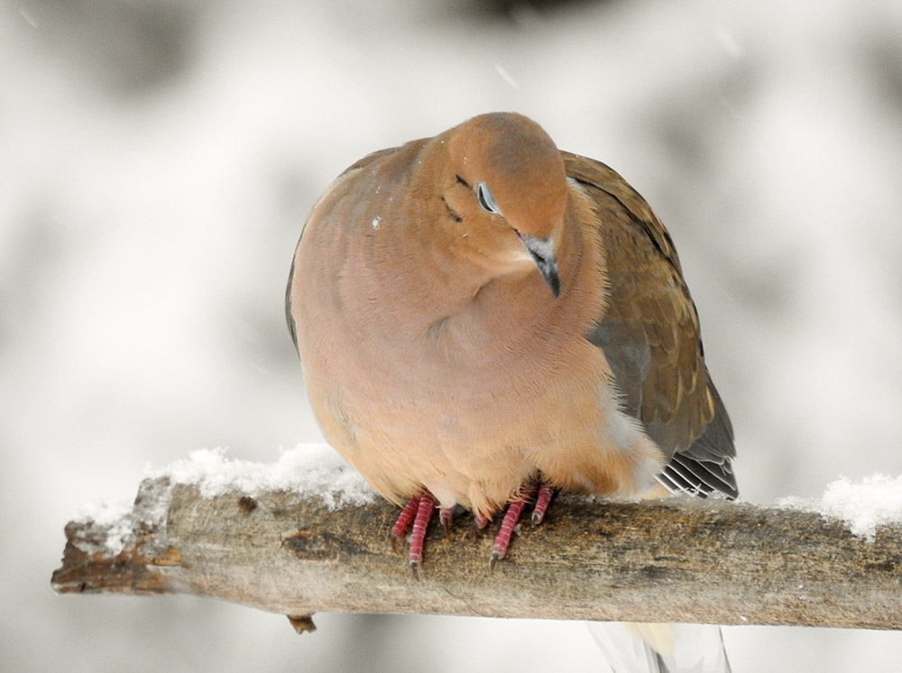 Mourning Doves like to sleep with one eye open so they are three-quarters asleep